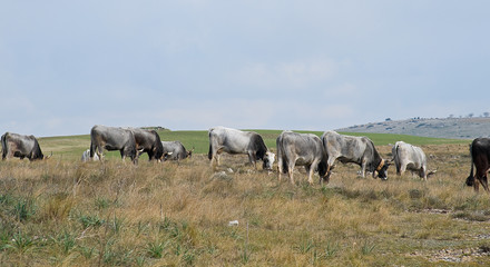Cows grazing in the meadow.