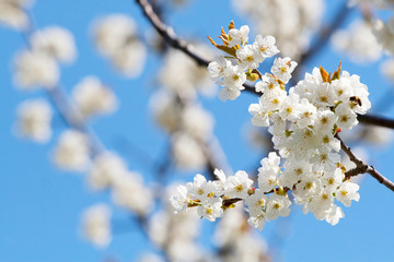 Spring blooming sakura cherry flowers branch