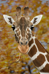 Giraffe in Natur 1 gespiegelt