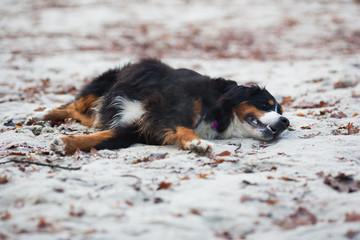 bernese mountain dog