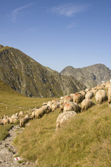 Herd of sheep on mountain