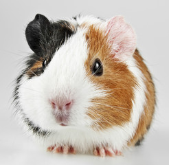 pet guinea pig