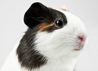head of guinea pig