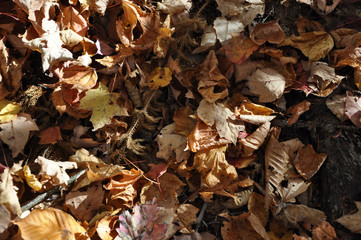 Herbstblätter