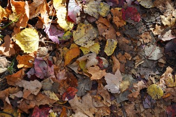 Herbstlaub