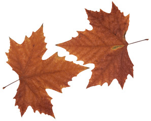 Feuilles de Platane