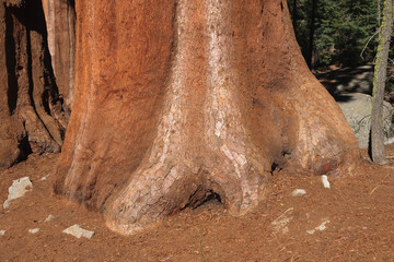 Mammutbäume Sequoia NP USA