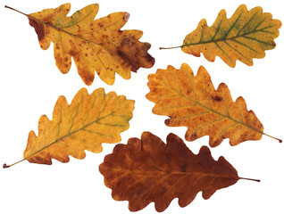 Feuilles de Ch&ecirc;ne