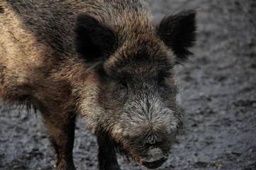 Wildschwein