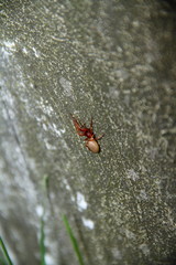 Spinne