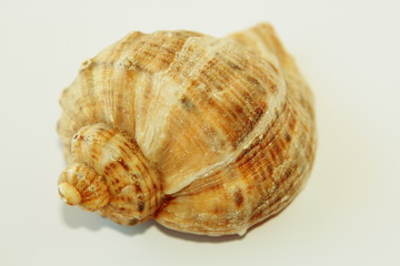 Sea shell
