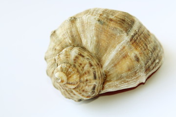 Conch shell isolated