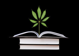 Tree growing from open book