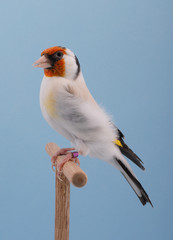 CARDELLINO