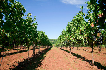 Naklejka premium Winery_04