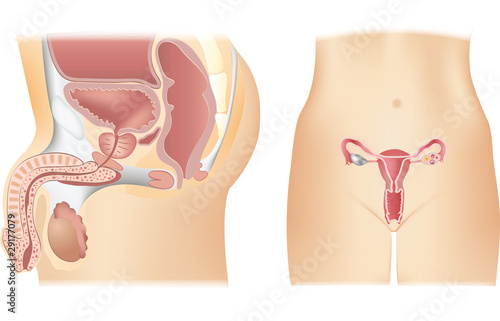 Pics of penis in vagina