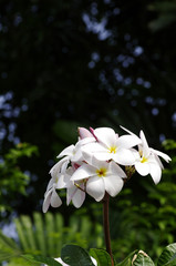 beautiful flower of thailand
