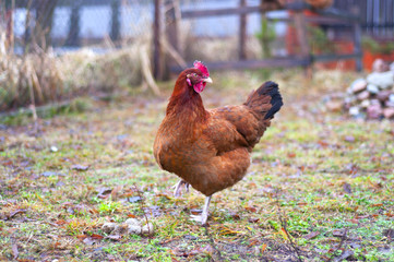 hen
