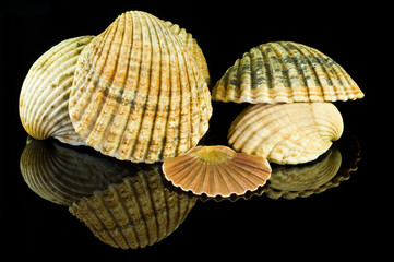 Seashells