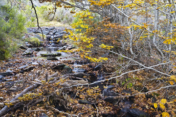 Tejera Negra. Rio Lillas