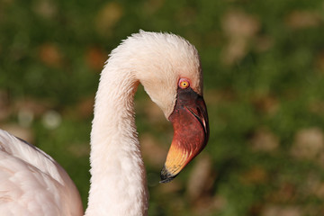 Zwergflamingo