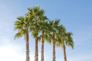 Obraz premium Group of Palm Trees