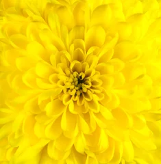 Foto op Aluminium Gele chrysant bloem hoofd close-up © tr3gi