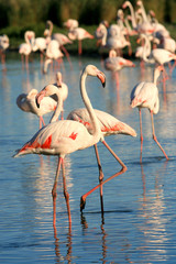 flamant rose de camargue © eddybarclay