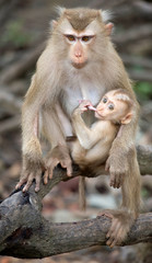 Affe mit Baby in freier Wildbahn