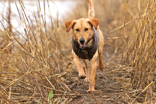 Yellow Lab