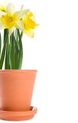 Yellow Daffodils in Terracotto Pot Isolated on White