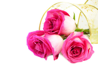 Fototapeta premium Roses