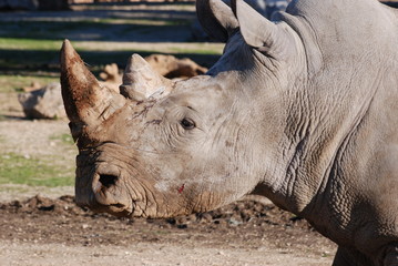 rhinoceros