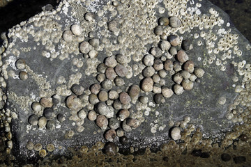 Wasserschnecken und Seepocken