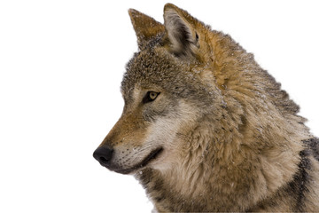 Portrait of an European grey wolf (Canis lupus lupus) isolated