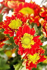 Chrysanthemum Flowers