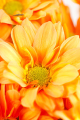 Chrysanthemum Flowers