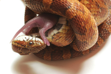 Elaphe guttata con topo