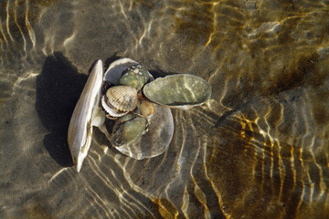 Muscheln in der Nordsee © Martina Berg