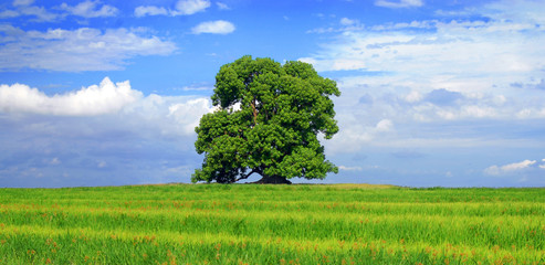 Green tree and cloudy sky