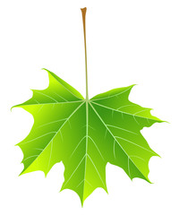 Acer platanoides [V] Ahornblatt | maple leaf / ~d