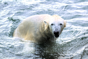 Polar bear