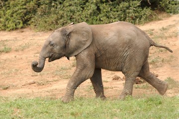 Fototapeta na wymiar Young Elephant Running