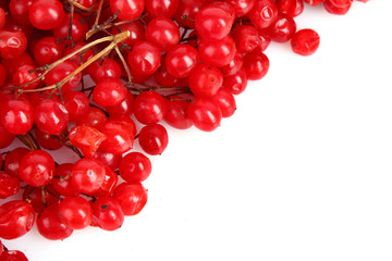 red berries of viburnum isolate on white