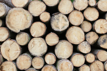 holz,gef&auml;llte b&auml;ume