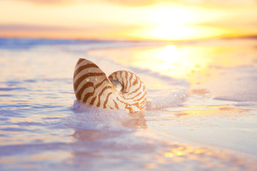 nautilus shell in the sea , sunrise