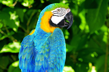 Colourful parrot bird sitting on the perch