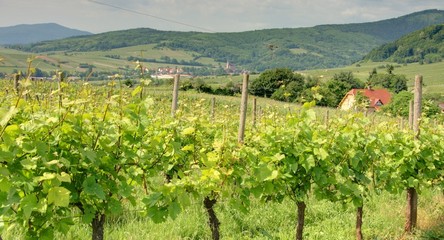 Fototapeta premium vignoble alsacien