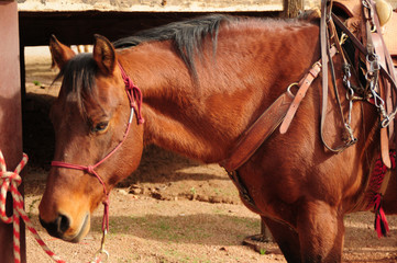 Saddled Quarter Horse