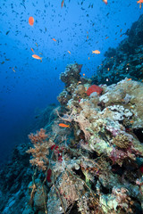 Plakat Marine life in the Red Sea.